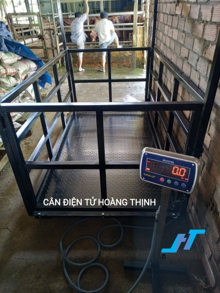 Cân bò điện tử là mẫu cân động vật với các mức cân 1 tấn 2 tấn được Cân Hoàng Thịnh cung cấp cho các trang trại chăn nuôi bò