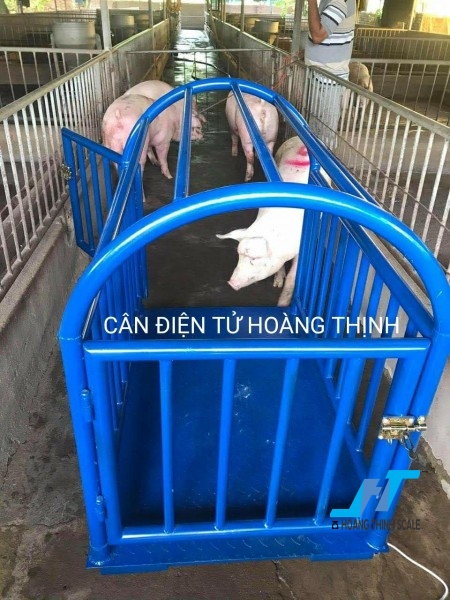 Cân heo điện tử được Cân Hoàng Thịnh cung cấp tại các trang trại chăn nuôi heo chất lượng chính hãng