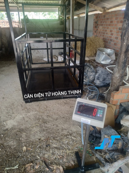 Cân bò điện tử tpsdh 1 tấn được Cân Hoàng Thịnh cung cấp cho các trang trại chăn nuôi bò với thiết kế theo tiêu chuẩn phù hợp cho cân động vật