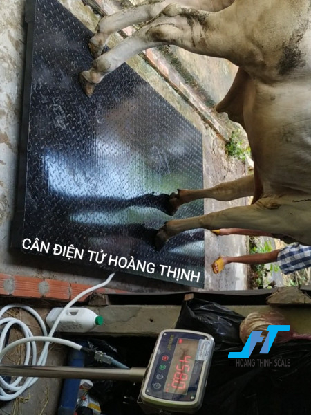 Cân điện tử cân bò được Cân Hoàng Thịnh cung cấp và lắp đặt tại các trang trại chăn nuôi bò
