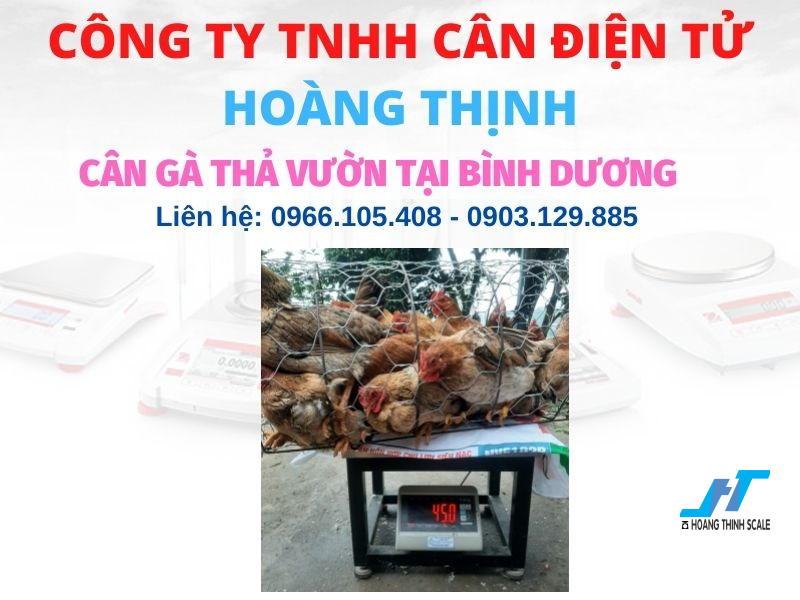 Cân gà tại Bình Dương loại cân điện tử 60kg 100kg 150kg 200kg 300kg 500kg, cân gà chốt số khối lượng chuẩn xác từng gam