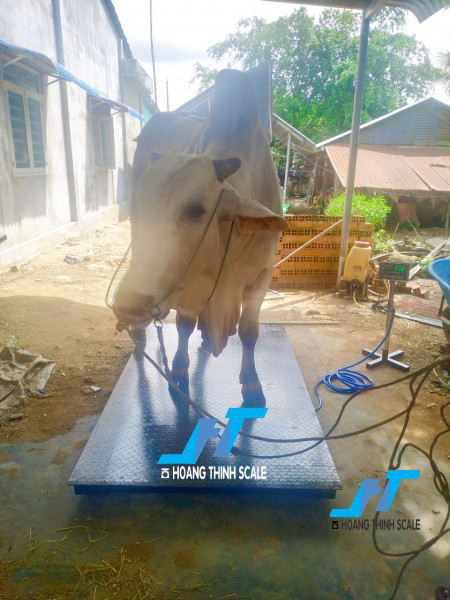 Cân điện tử cân bò được Cân Hoàng Thịnh cung cấp và lắp đặt tại các trang trại chăn nuôi bò