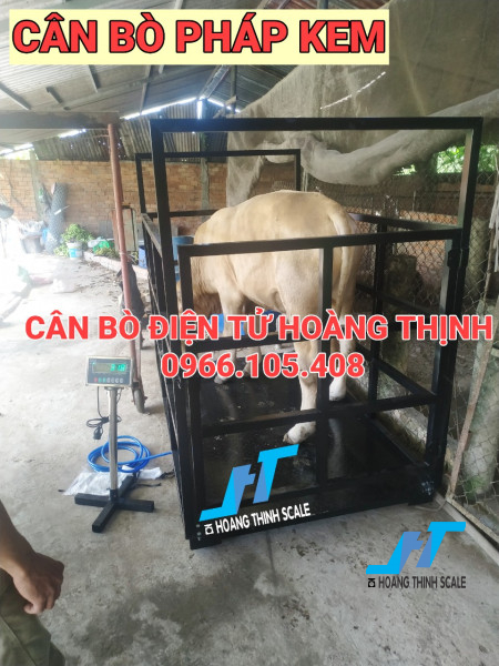 Cân bò điện tử là mẫu cân động vật được Cân Hoàng Thịnh gia công và thiết kế kích thước theo yêu cầu khách hàng với mức cân 1 tấn 2 tấn chốt khối lượng nhanh chóng