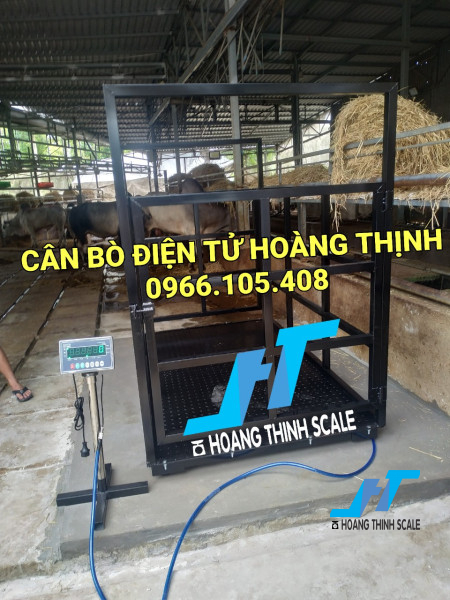 Cân sàn bò điện tử 1 tấn là cân công nghiệp chuyên dùng cho cân gia súc trâu bò các loại