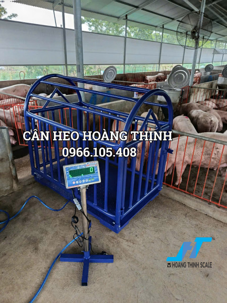 Cân heo điện tử có lồng digi ds được Cân Hoàng Thịnh cung cấp tại các trang trại chăn nuôi heo