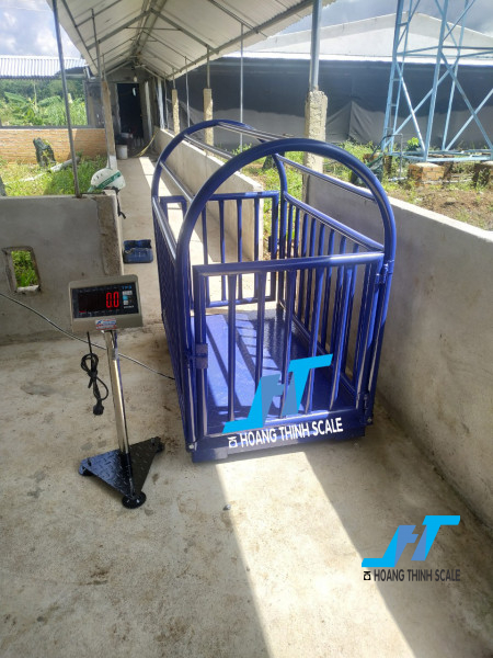 Cân sàn lồng heo TPSDH giá rẻ chuyên dùng trong trại chăn nuôi heo mức cân 500kg 1 tấn lồng cân 2 con tiện lợi chuẩn xác, báo giá cân điện tử liên hệ 0966.105.408
