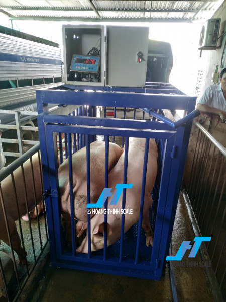 Cân sàn heo lồng treo cảm biến trên thiết kế chống nước dùng cho cân 2 con 5 con 10 con cùng lúc, mẫu cân được ưa chuộng tại các trại chăn nuôi heo hiện nay