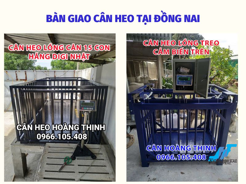Bàn giao lắp đặt cân lồng heo tại trại heo Đồng Nai mẫu cân lồng 2 con 5 con 10 con 20 con Cân Điện Tử Hoàng Thịnh phục vụ đến quý khách cân xuất heo