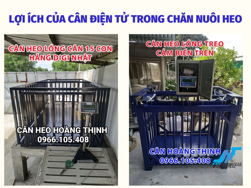 Ứng dụng công nghệ vào chăn nuôi với chiếc cân điện tử chăn nuôi heo giúp người nuôi quản lý trọng lượng đàn heo hiệu quả, tối ưu chi phí và gia tăng lợi nhuận